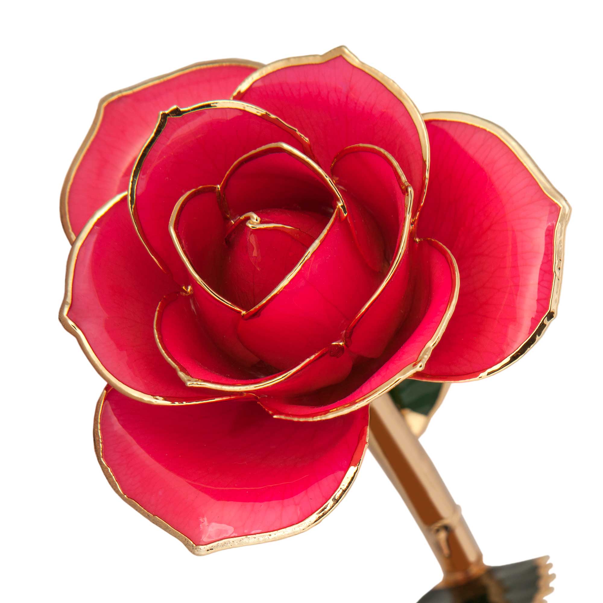24K Gold Dipped Pretty in Pink Rose