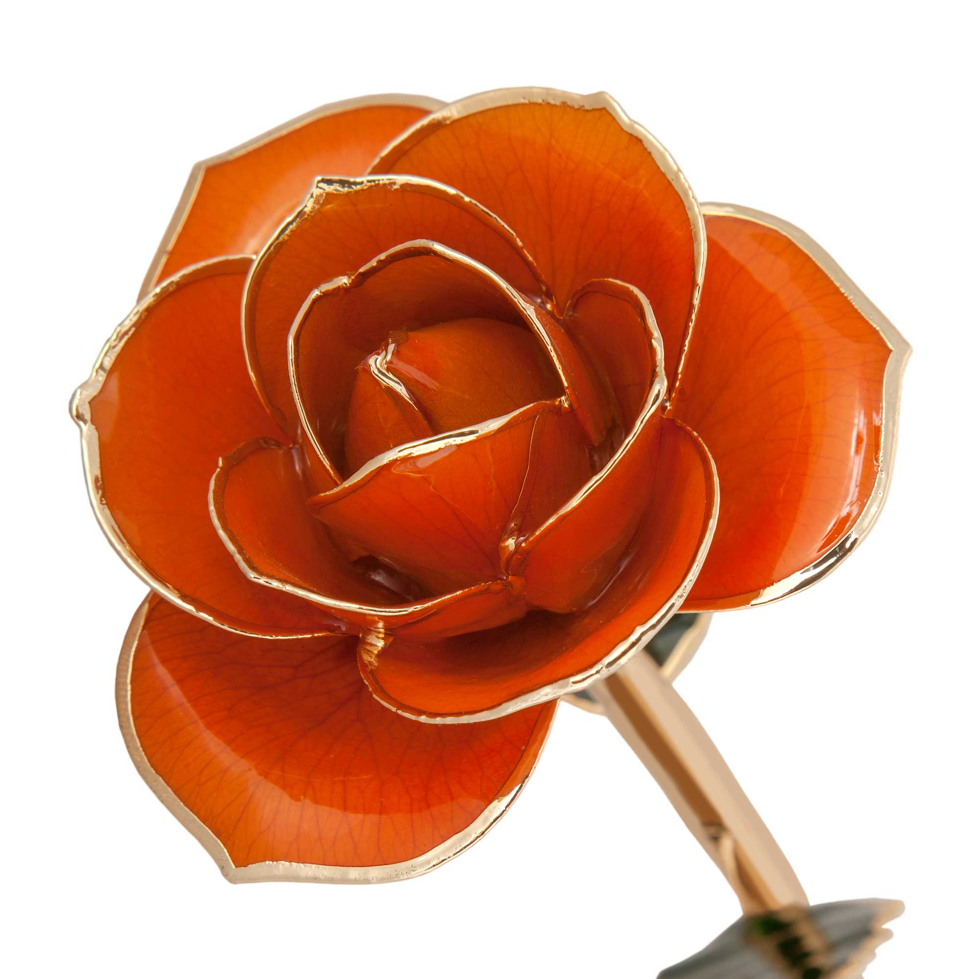24K Gold Dipped Juicy Orange Rose