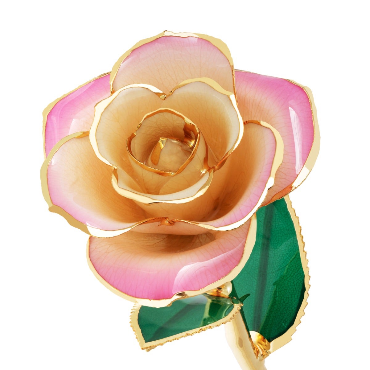 blushed pink gold dipped rose