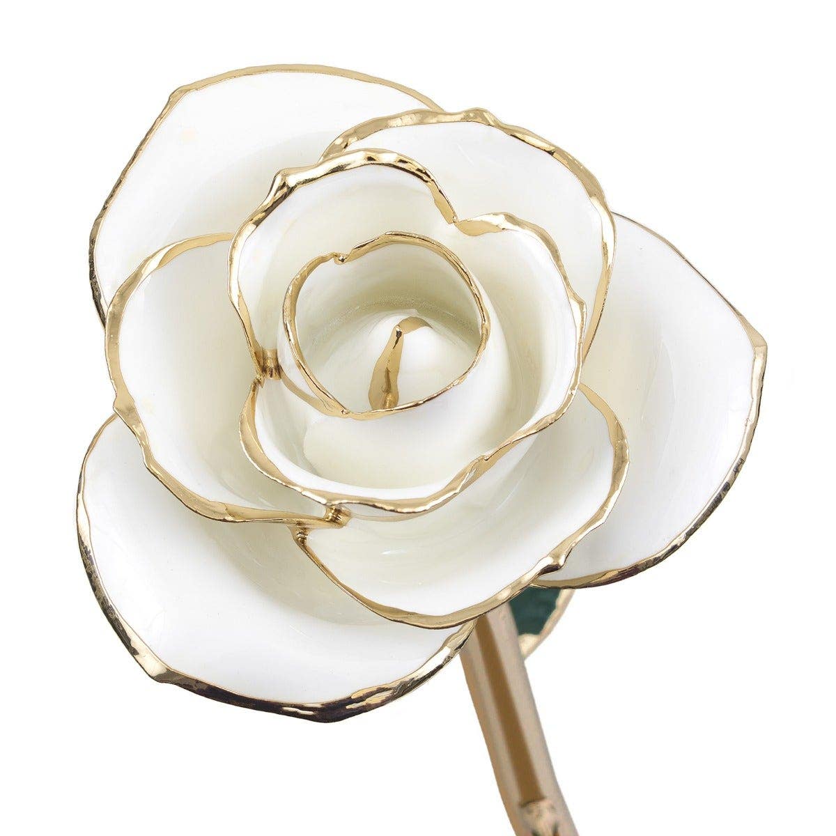 white rose with gold dipped edges