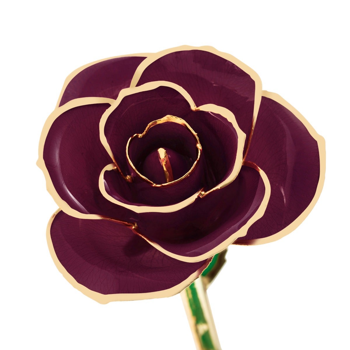 burgundy rose with gold edged petals